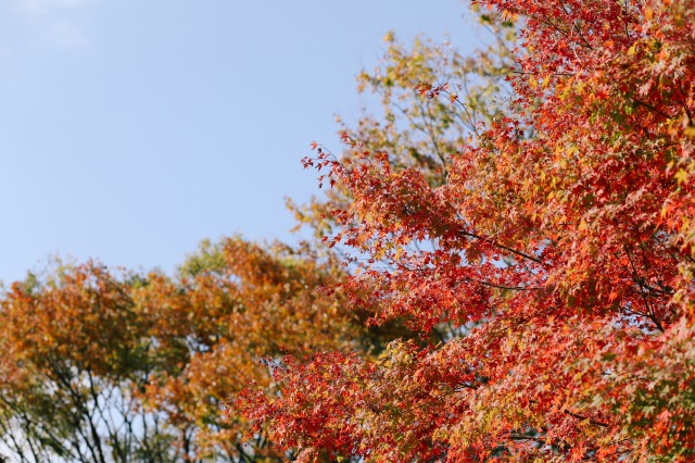 紅葉_TGOO_ザガーデンオリエンタルオオサカ