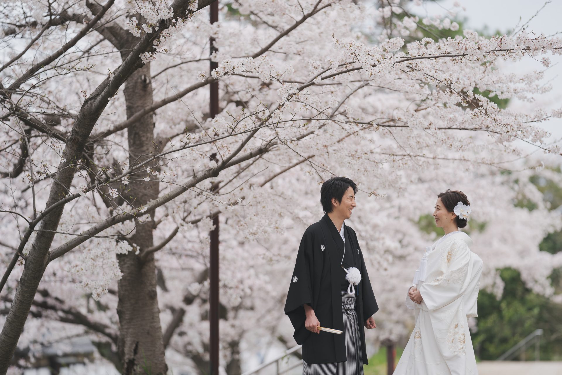 京都の桜のシーズンで撮影されたザトリートドレッシングの白無垢と黒羽二重を着用された前撮り