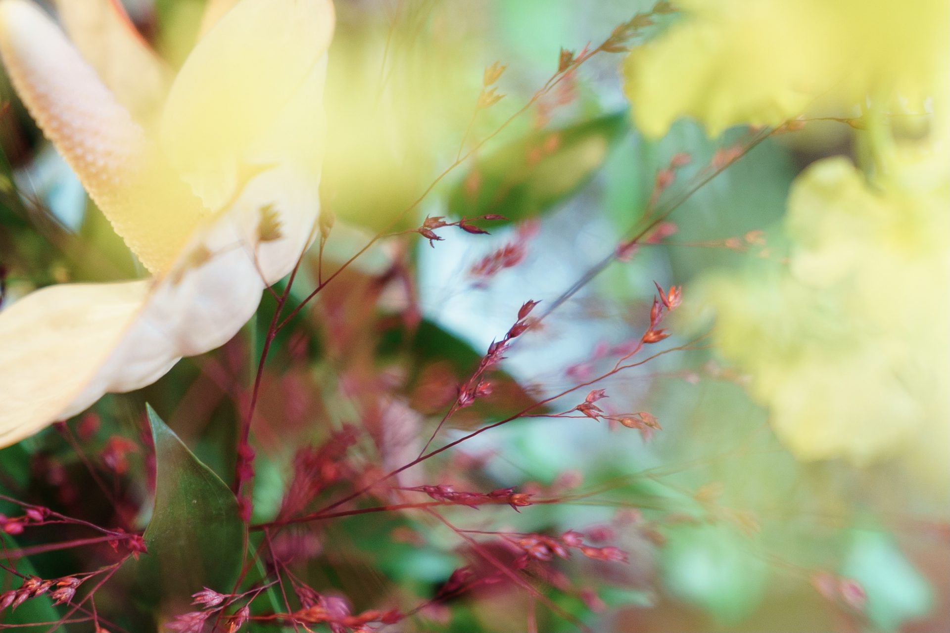 ナチュラルでアットホームなお式におすすめのキャロリーナヘレラのAラインのウェディングドレス