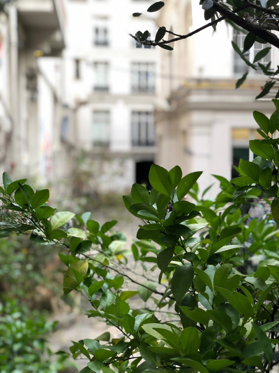 新ブランドmaison rabih kayrouz(メゾン・ラビ・ケィローズ)との出会い