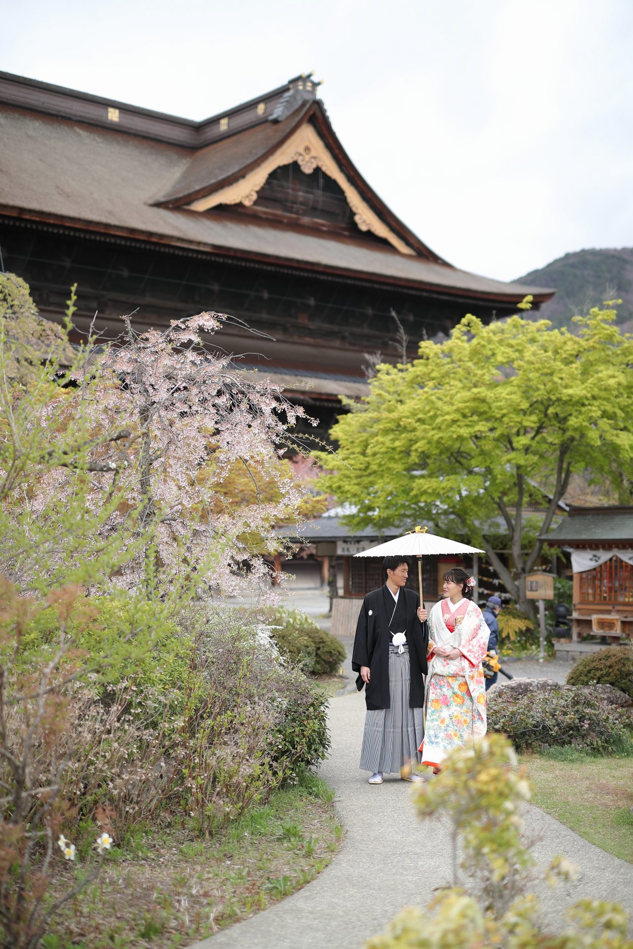 桜の季節に善光寺で撮影した色打掛と紋付袴の前撮り写真