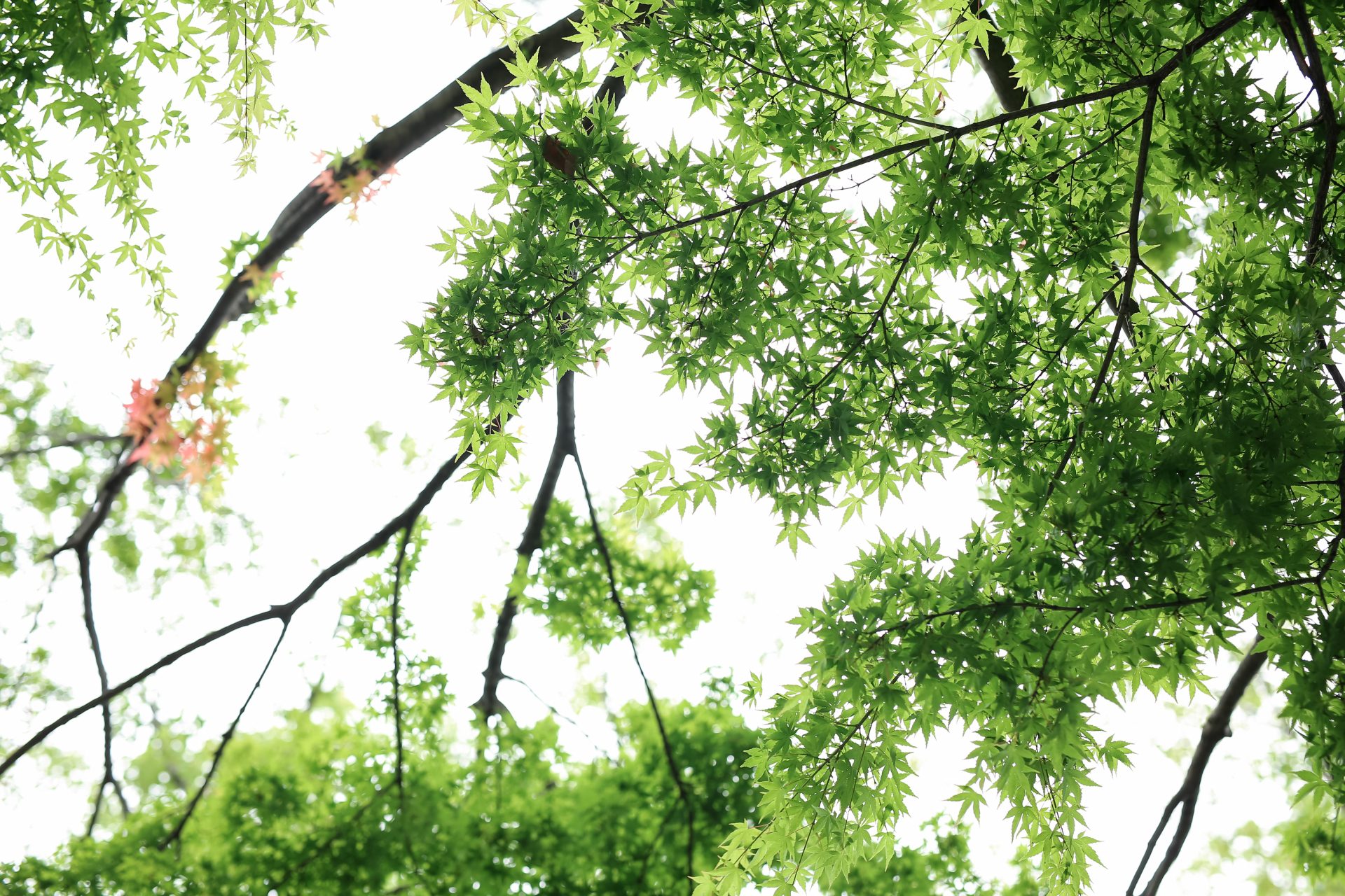 関西大阪、ガーデンウェディングを叶えられる結婚式場