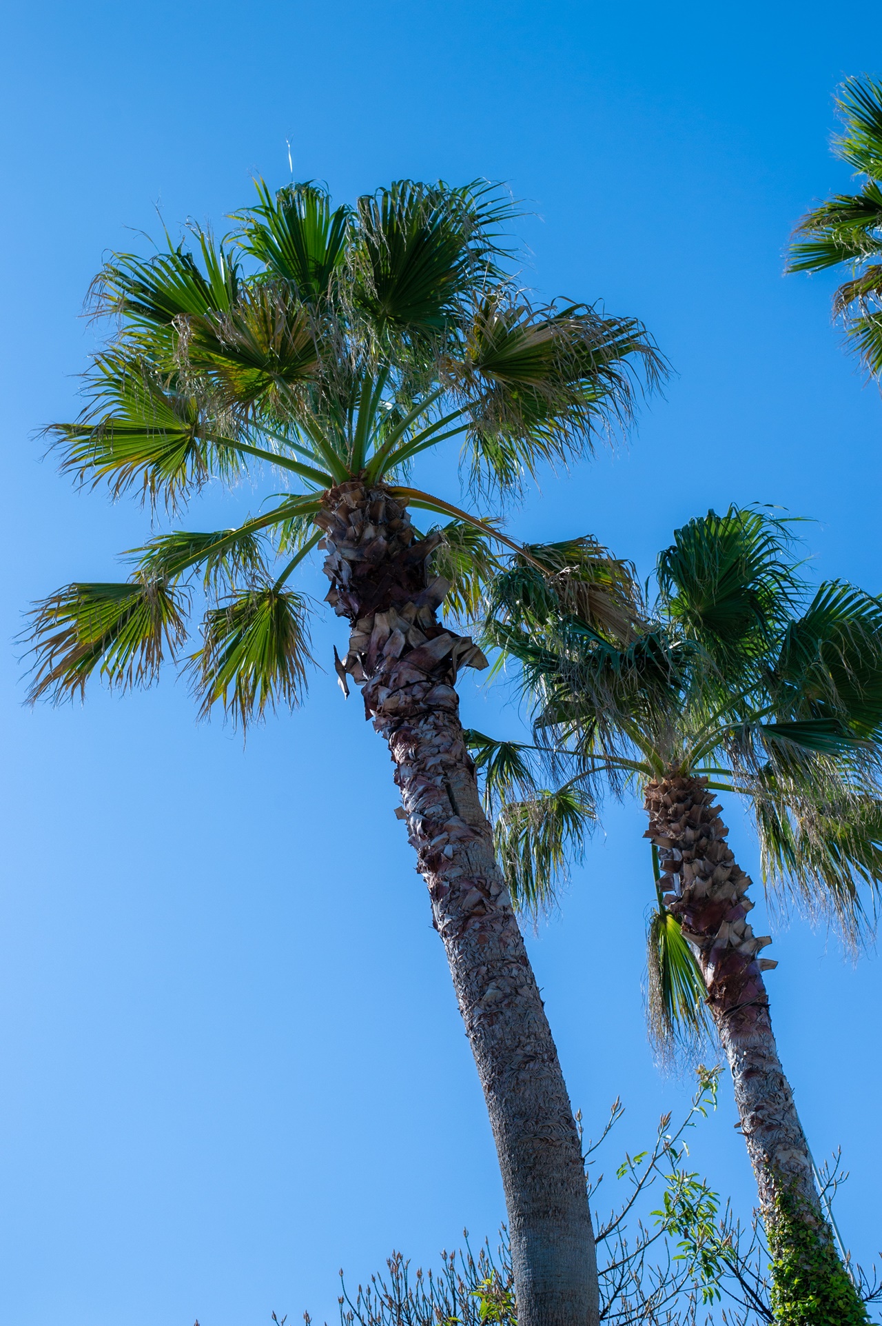 大自然を感じられるTHE LUIGANSは、国内でありながらも南国気分が味わえます