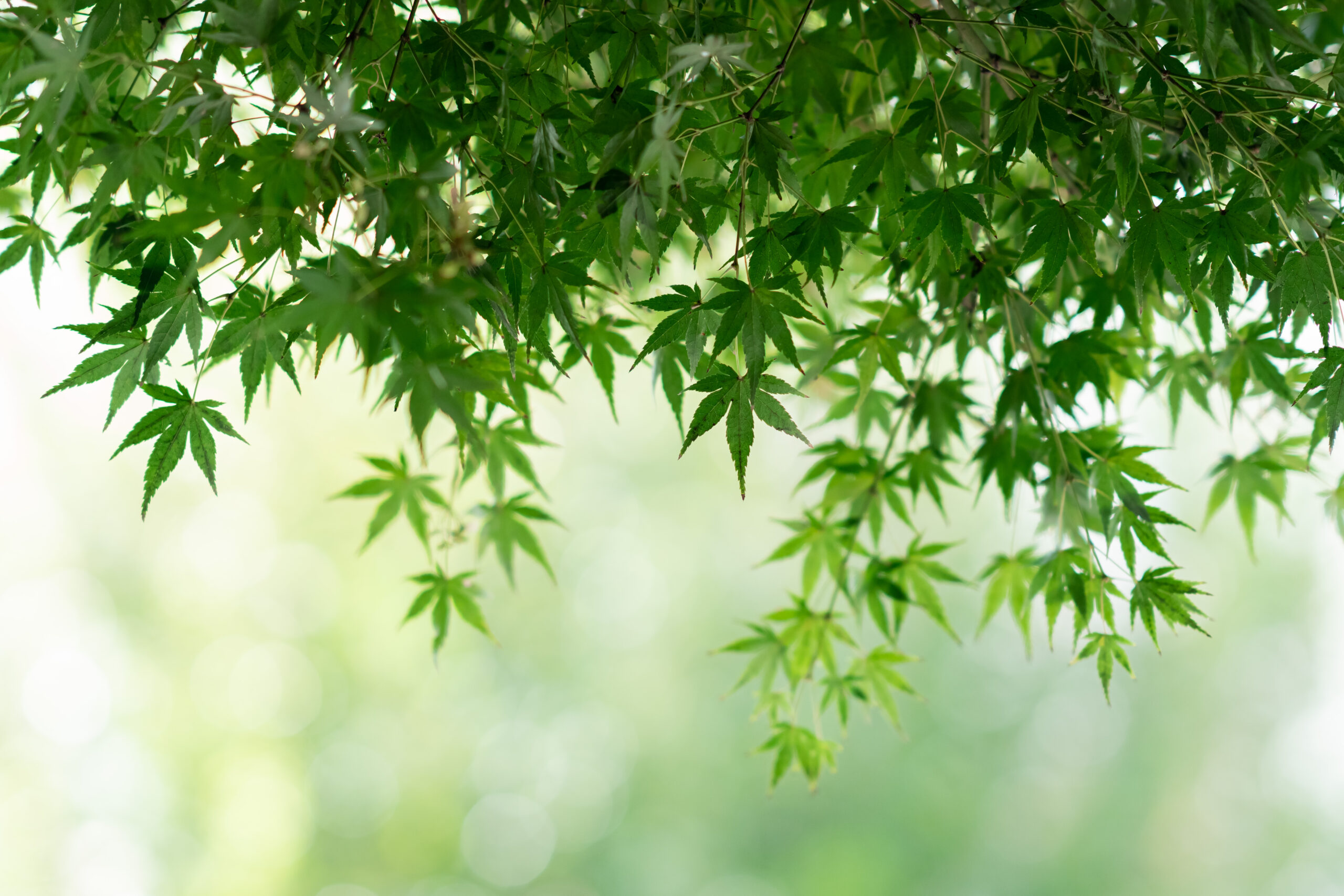 THE TREAT DRESSINGの提携結婚式場、名古屋にある緑が豊かなでナチュラルな会場、THE KAZABUN NAGOYA