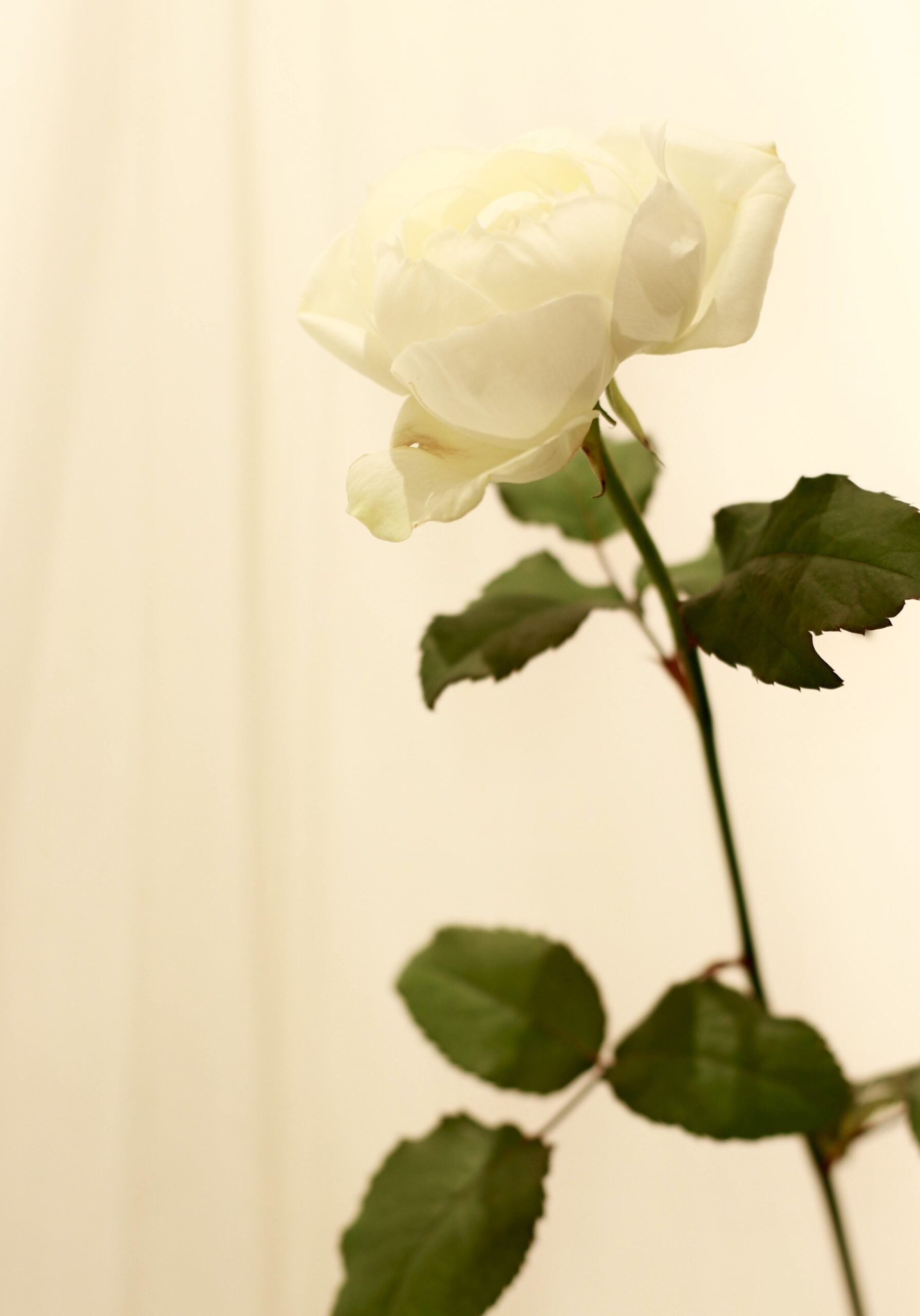 ザトリートドレッシングアディション店に入荷したELIE SAAB BRIDE(エリーサーブブライド)の新作ウェディングドレスのご紹介