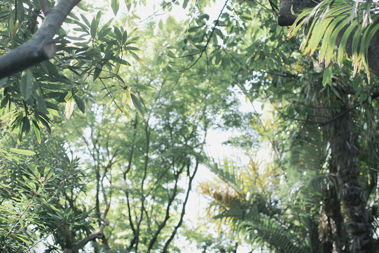 緑に囲まれたザ ルイガンズはあたたかい雰囲気でおふたりやゲストの皆様を包み込んでくれます