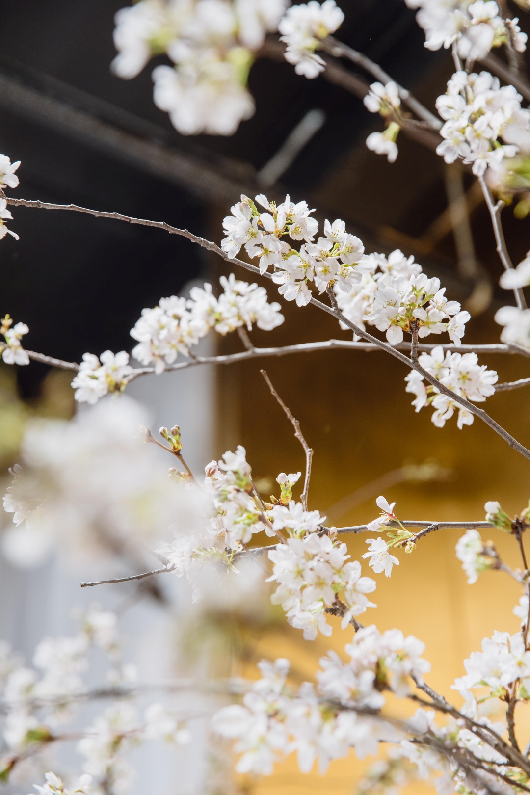 リーム アクラより、愛に溢れた新作ウェディングドレスを、ウィズ ザ スタイル フクオカのチャペルよりお届けいたします。