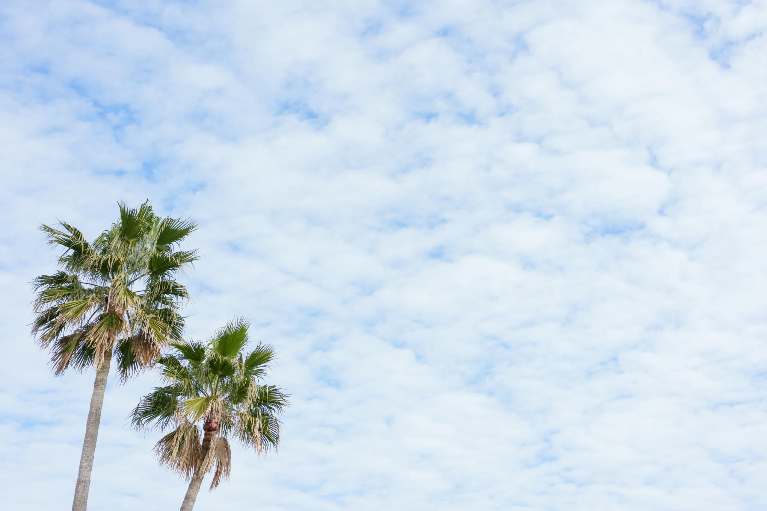 福岡市内にありながら海と自然を見渡すことができ、リゾートウェディングが叶うザ ルイガンズ スパ&リゾート