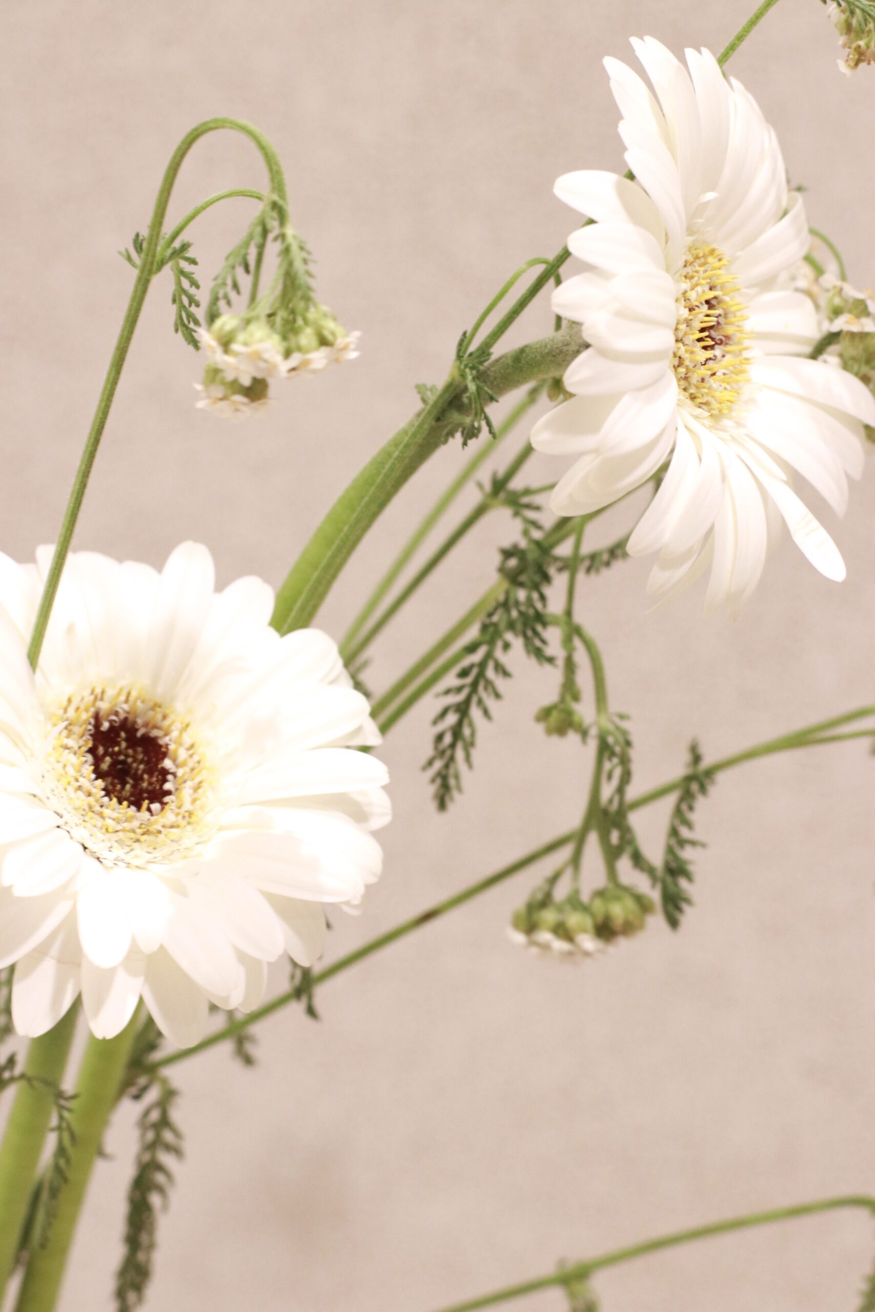 フラワープリントの新作カラードレスのご紹介、THETREATDRESSINGザトリートドレッシングに届いたプリンセスラインが華やかで洗練されたMoniqueLhuillierモニークルイリエの新作カラードレスのご紹介