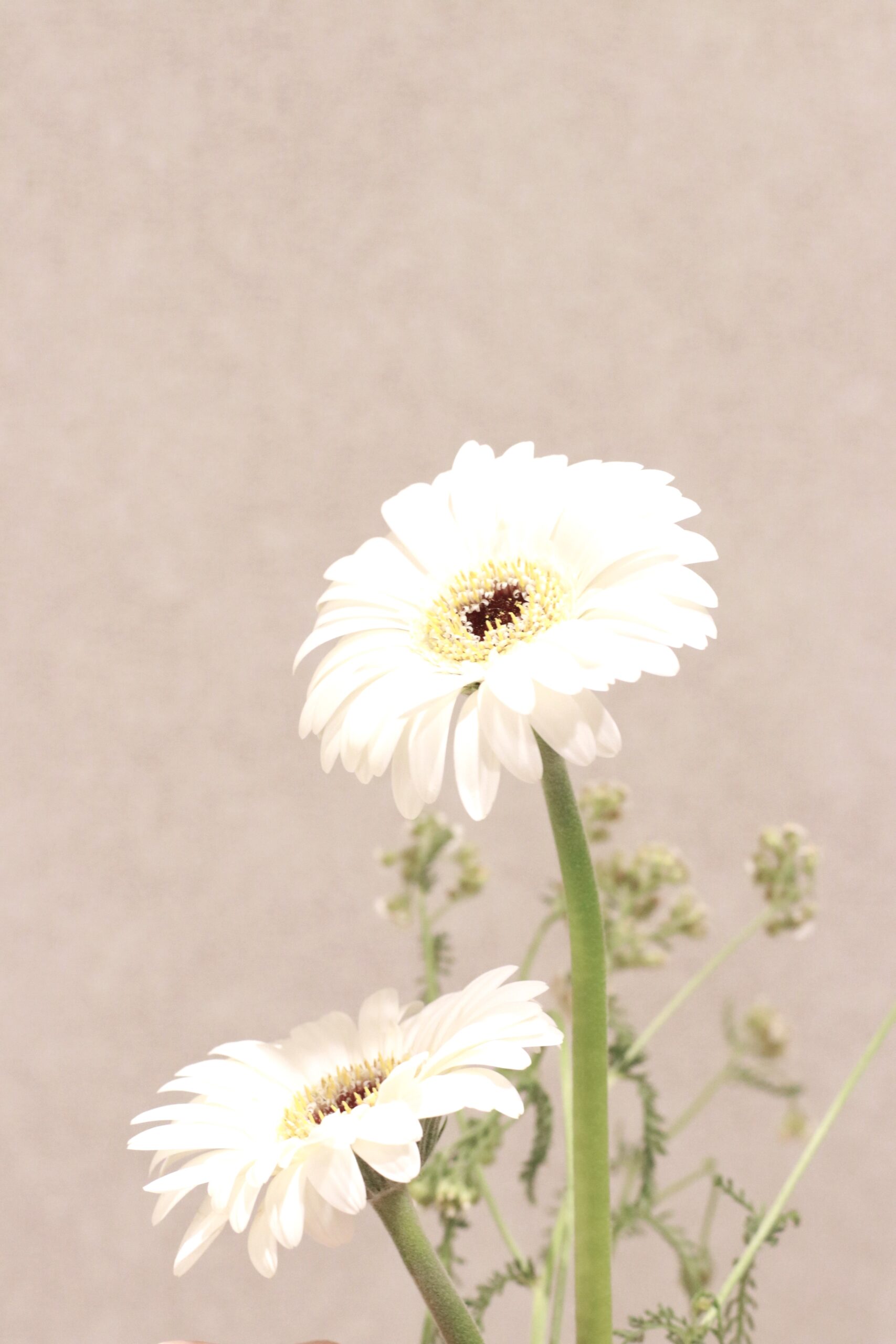 MoniqueLhuillierモニークルイリエから届いたプリンセスラインが華やかで洗練されたピンクのフラワープリントのカラードレスは東京/表参道エリアで結婚式を挙げる花嫁におすすめです