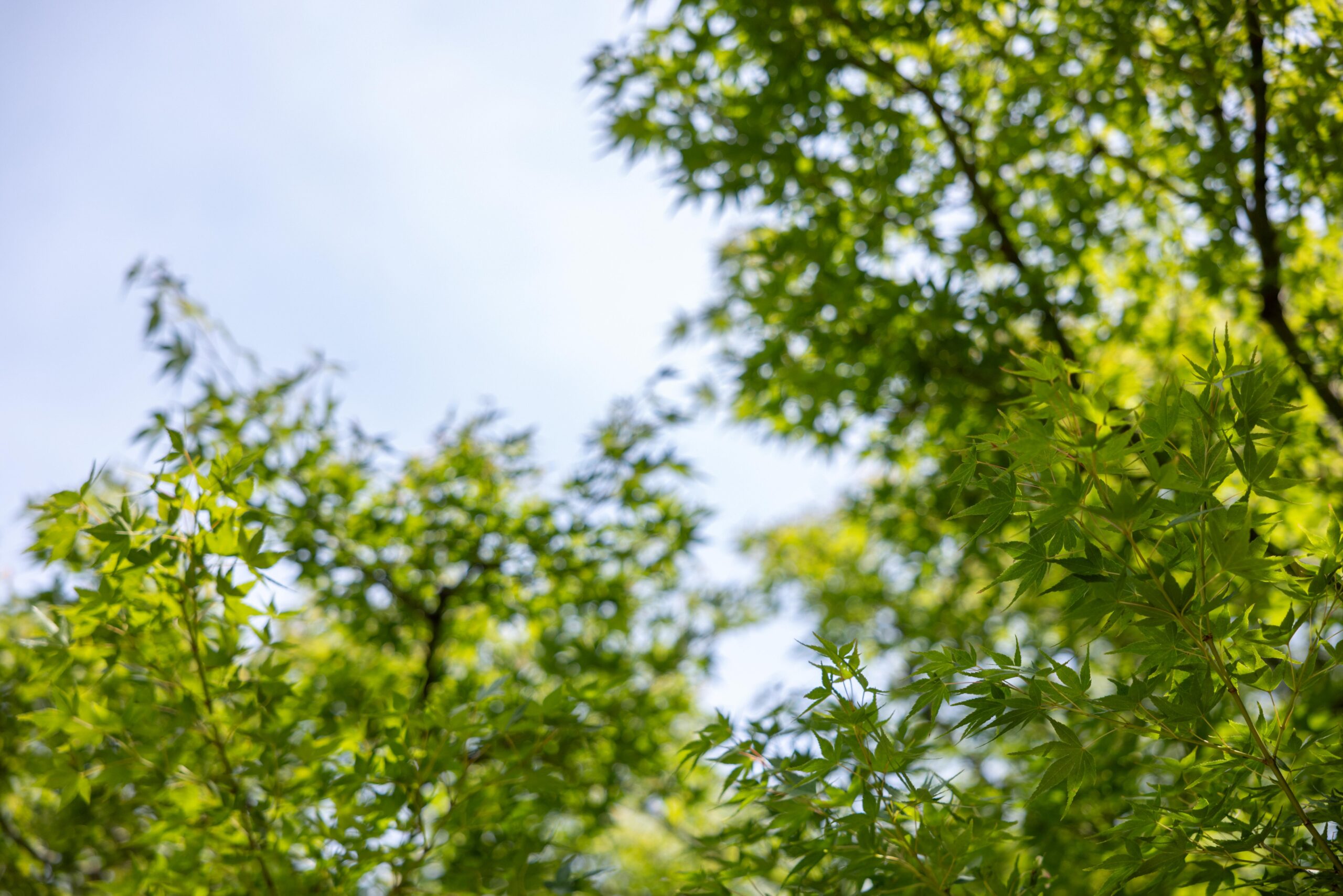 緑豊かな蘇州園でのウェディングの様子をご紹介します。