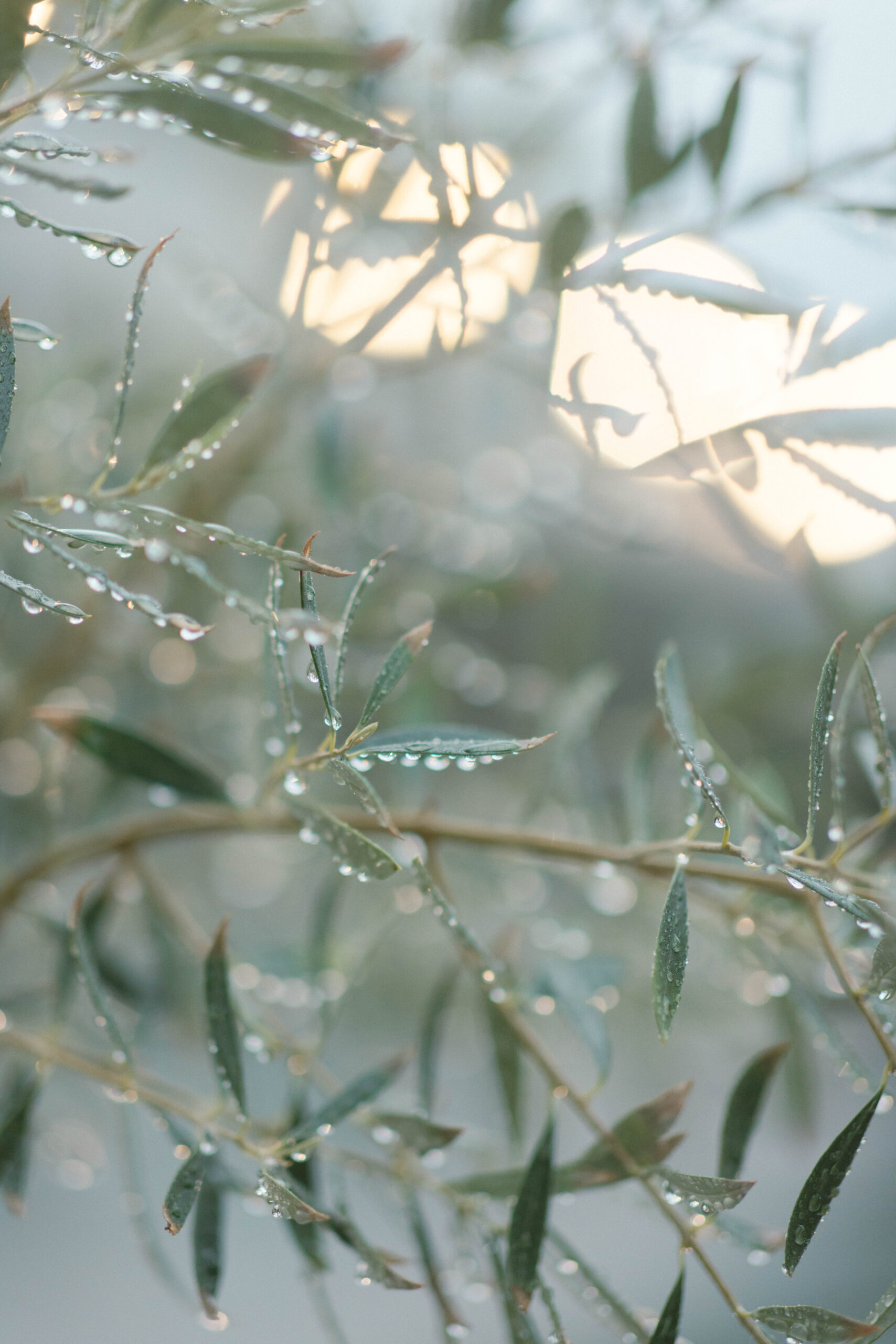 雨の中の緑溢れるガーデンウェディングのパーティーレポートをご紹介いたします