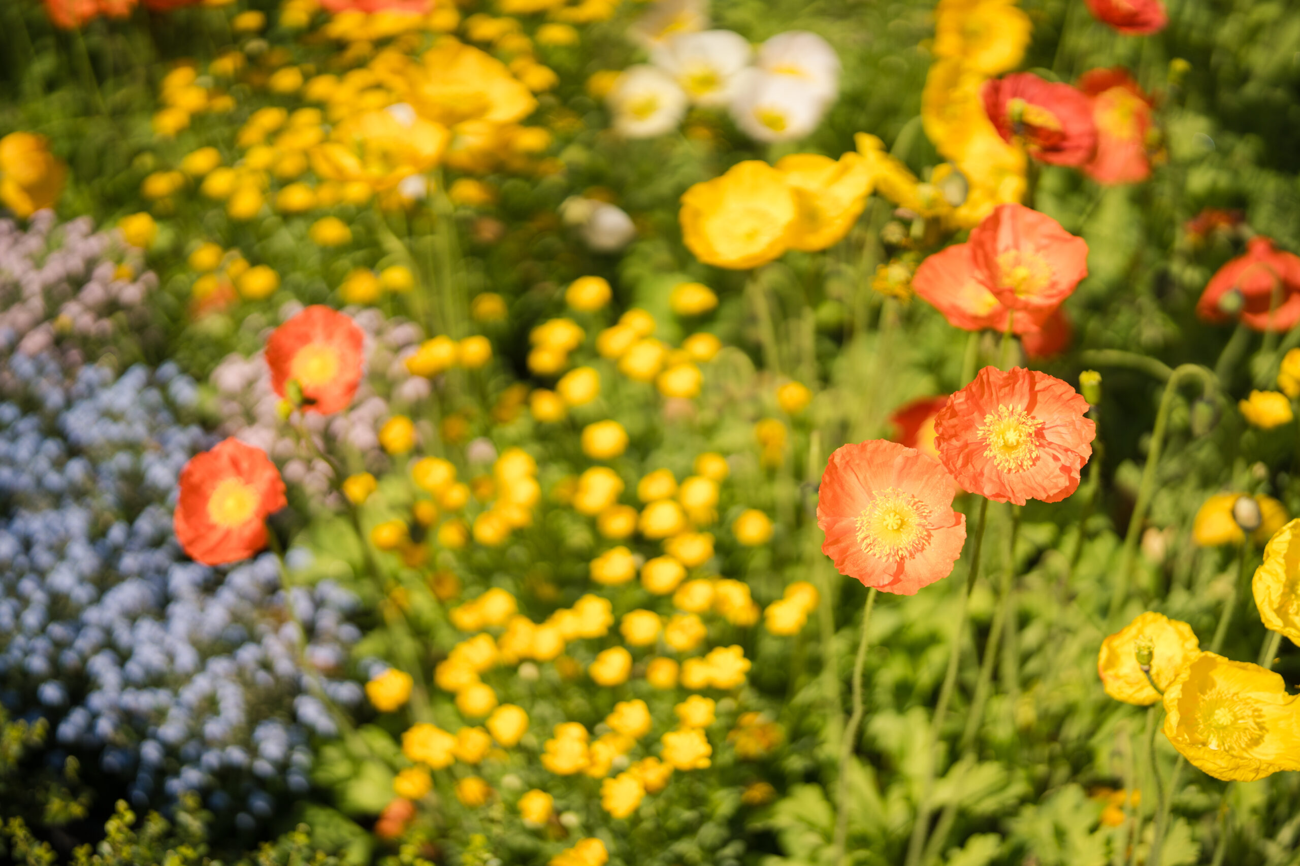 赤坂プリンスクラシックハウスは季節の移り変わによって多くの花々が咲き誇り、結婚式を挙げられるご新郎ご新婦様を祝福するかのようです。