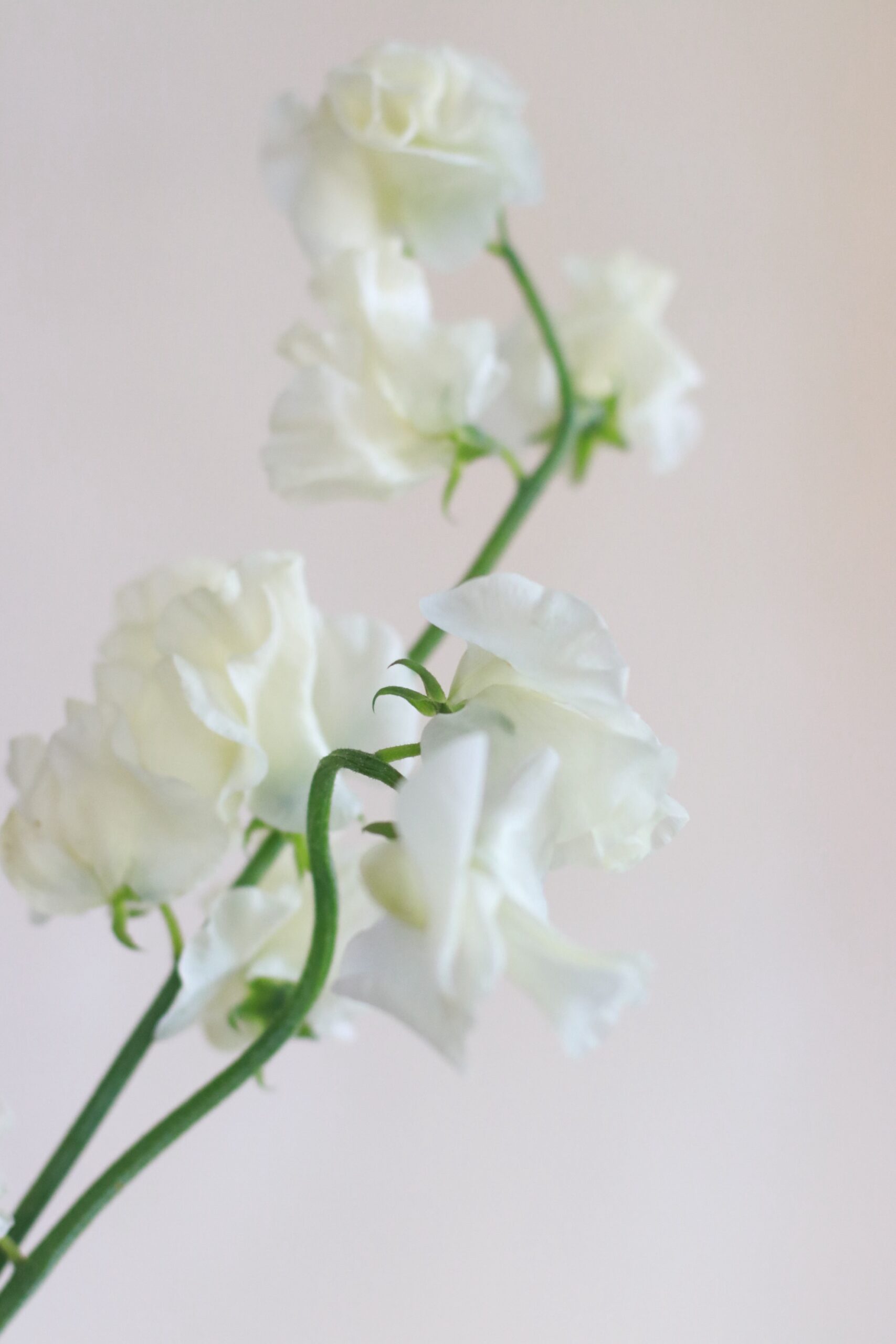 トリートドレッシングアディション店にてお取り扱いをしているモニークルイリエのウェディングドレスには、淡く儚げに揺らめくようなフラワーのブーケがおすすめです。